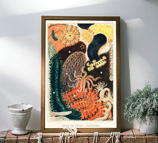 Vintage Illustration Wall Art - Great Barrier Reef Trepang or Beche-De-Mer, Plate XII